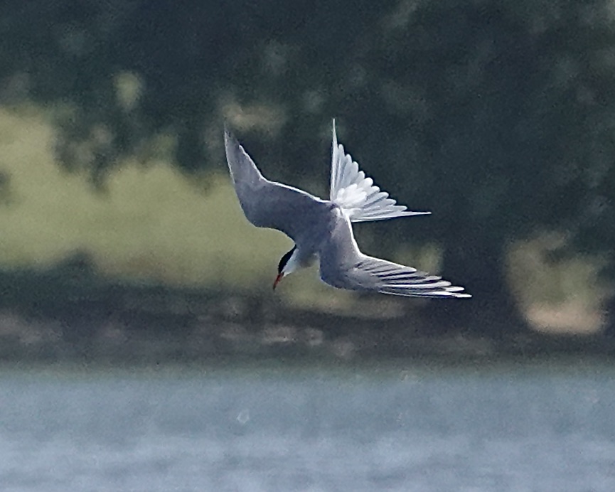 common tern